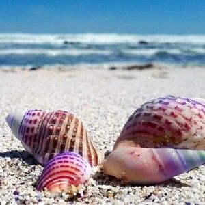 Meet your Posher, Brad